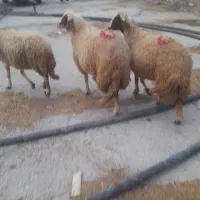 شیشک سنجابی