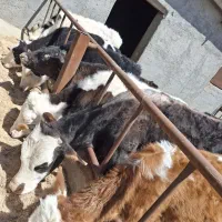 گوساله داشتی