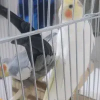 عروس هلندی مولد