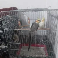 عروس هلندی نروماده بسیار زیبا