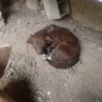 یک سک پاه کوتا