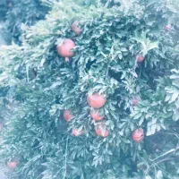 باغ روستای دالستان جاده قدیم ساوه سلفچگان|فروش خانه و ویلا|قم, آزادگان|دیوار