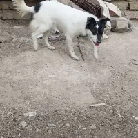 سگ خارجی