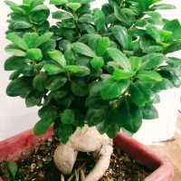 بونسای خاص|گل و گیاه طبیعی|اهواز, کوی باهنر|دیوار