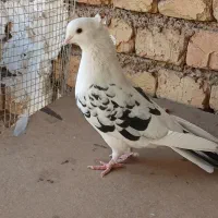 کفتر.تهرونی.زینتی.فاشهای|پرنده|خمینیشهر, |دیوار