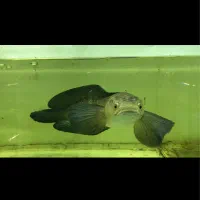 چانا رد مارو ۶۵ سانتی