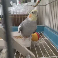 عروس مرغ عشق برزیلی|پرنده|قرچک, شهرک طلائیه|دیوار