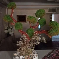 درختچه همیشه جاودان