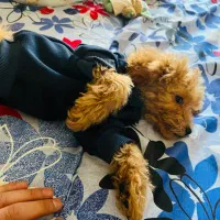 سگ توی پودل رد