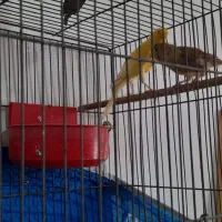 پرنده قناری جفت|پرنده|اصفهان, بهارستان|دیوار