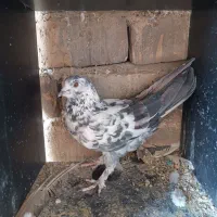 سرور نر|پرنده|ساوه, |دیوار