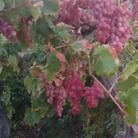 انگور سرخ زمستانه