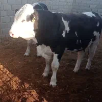 جوانه کشتاری فروشی|حیوانات مزرعه|هلالی, |دیوار