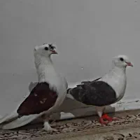 اگر یکی یا دو خواستید درخدمتم