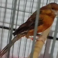 قناری نر مست سه عدد یکساله