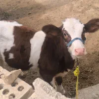 گاو خارجی با گوساله|حیوانات مزرعه|کرخه, |دیوار