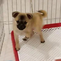 سگ نژاد پاگ کاملا خانگی