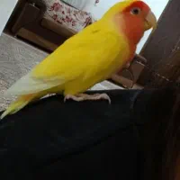 طوطی برزیلی زرد نر|پرنده|بجنورد, |دیوار