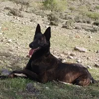 مالینویز ماده جهت کشش