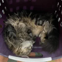 گربه اسکاتیش بلک گلد|گربه|محمدیه-قزوین, |دیوار