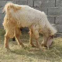 چپشت نری11 ماهه|حیوانات مزرعه|کهنوج, |دیوار