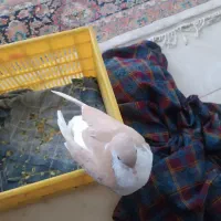 کبوتر سده|حیوانات|سبزوار, هویزه|دیوار