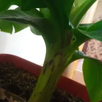 نهال موز پایه کوتاه