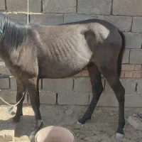 کره اسب