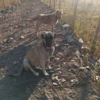 سگ سراب عراقی سرابی معاوضه باژرمن نر|سگ|آستانه اشرفیه, |دیوار