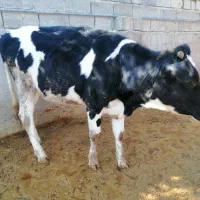 دو شنگد درجه1|حیوانات مزرعه|جره و بالاده, |دیوار