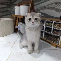 اسکاتیش نر ۳ماهه