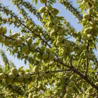 نهال بادام تونو دیرگل در سراب با قیمت فوق العاده
