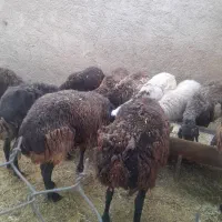 میش چاق جوان گوسفند بره