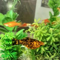 ماهی مولی مخلوط