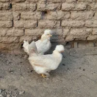 تخم مرغ نطفه دار|حیوانات مزرعه|لاران, |دیوار