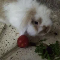 خرگوش لوپ دار