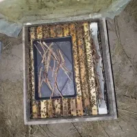 زنبور عسل