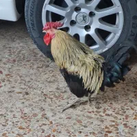 فروش خروس جوان