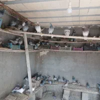 کبوتر پلاکی