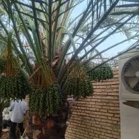 نخل (ادلی) و پاکسازی
