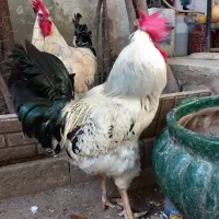خروس و مرغ محلی