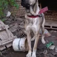 سگ سرابی|سگ|گرگان, |دیوار