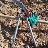 اصلاح درخت زرشک