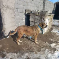 سگ ماده سرابی