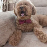 یک قلاده سگ پودل نژاد اصل.  از روسیه