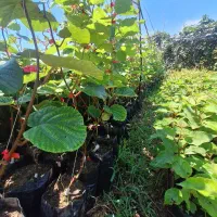 *نهال کیوی هایوارد طلایی *