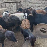 تعداد ۱۸راس میش ابستن افشاری|حیوانات مزرعه|سبزوار, قصبه شرقی|دیوار