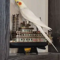 عروس هلندی نر و ماده سخنگو