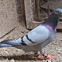 8 تا کفتر پرشی