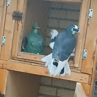 کبوترنرکشکلک. گم کردم. پریروز